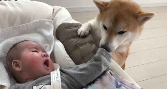 柴犬照顾小宝宝，比女主人还有耐心，哪个幼师学校毕业的？