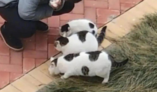 小区喂猫惊现三大坨五花肉，猫咪想吃却无从下口...