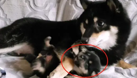 柴犬紧抱自己孩子，哀求主人放下它，就生了一只，别送走了