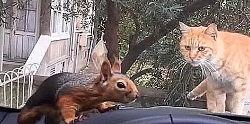 橘猫晒太阳时发现一只松鼠，二话不说准备攻击，下一秒悲剧了