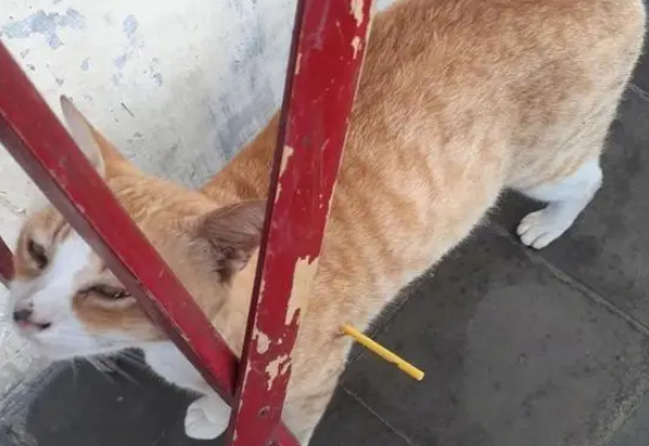 猫身上插着塑料棍，以为被人恶意伤害，拔出一看哭笑不得
