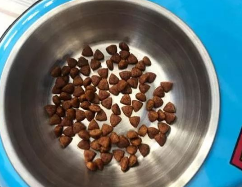 52天大的二哈每天喂这点主人还怕喂多了，网友：你想饿死它吗？ 