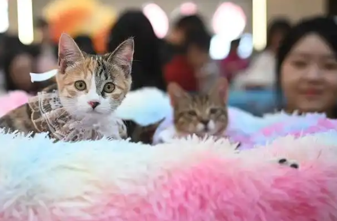 有“猫”腻！有人被迫赔钱！“免费领养”要注意……