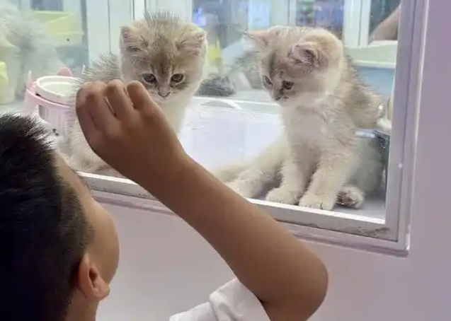 有“猫”腻！有人被迫赔钱！“免费领养”要注意……