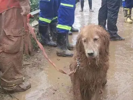 黄梅山体滑坡，连续工作40小时的搜救犬，浑身泥泞惹人心疼