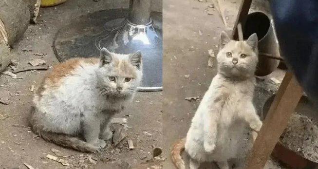 街边发现流浪猫，颜值超高超可爱，没想到收养的竟是收废品大哥