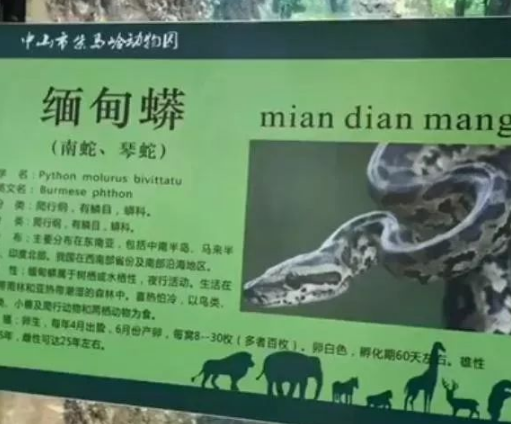 看蟒蛇结果却看到了代班的鸡，网友：赚了这是七彩吞天蟒！ 