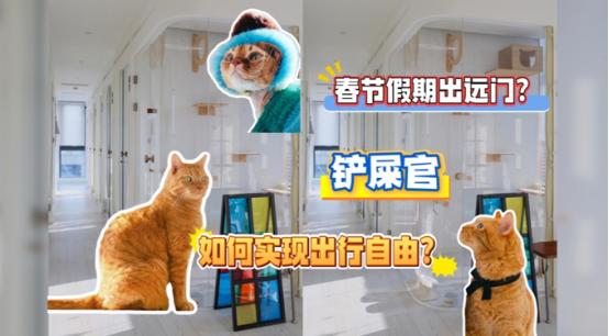 过年不在家，猫咪怎么办？寄养服务成新趋势