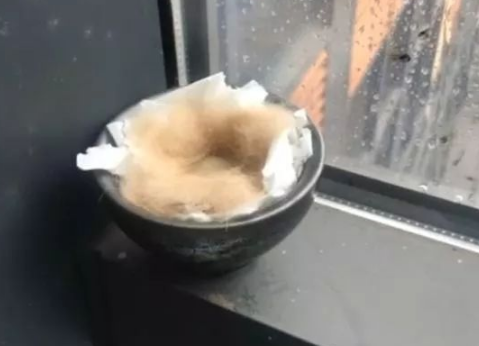 路上捡个鸟蛋带回家还要薅猫的毛做窝，猫做错了什么