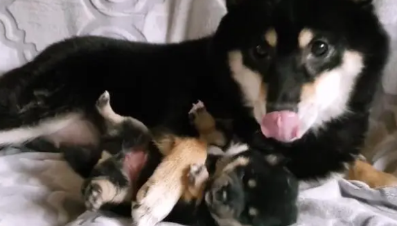 柴犬紧抱自己孩子，哀求主人放下它，就生了一只，别送走了