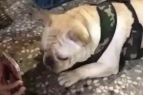 狗狗跟出差的爷爷视频时，它都急哭了，爷爷你还是快回家吧