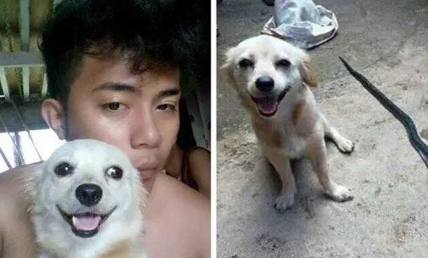 感动！为救主人与毒蛇拼了，忠犬露出胜利笑容后倒地亡