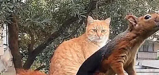 橘猫晒太阳时发现一只松鼠，二话不说准备攻击，下一秒悲剧了