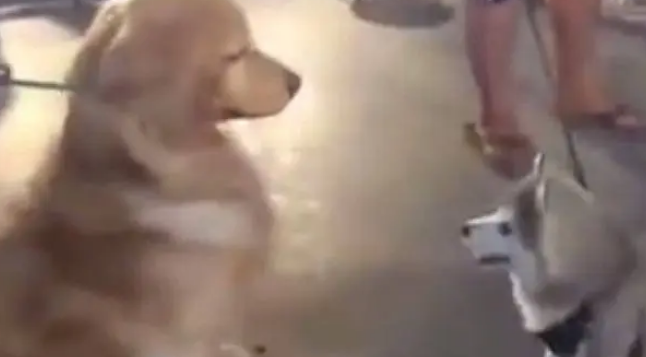 哈士奇在金毛面前犯二，结果换来满满的鄙视