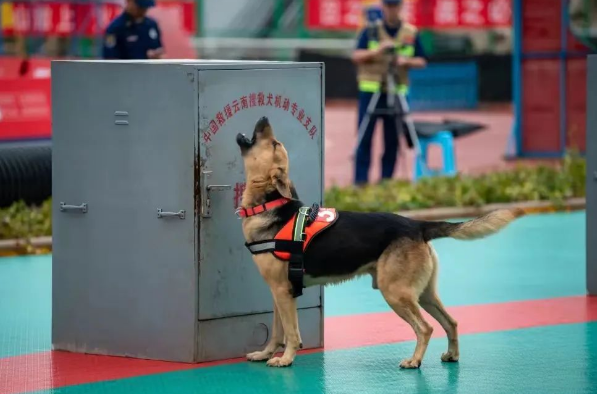 搜救犬玩转“十八般武艺”，来看一场“犬”力以赴的比武竞赛！