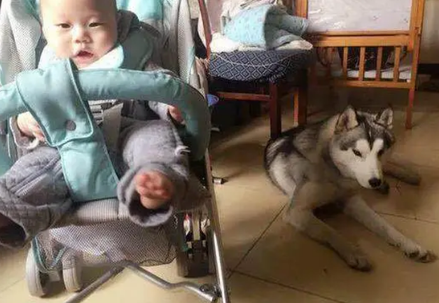 孩子遭保姆虐待，哈士奇为了保护孩子却被保姆打骨折！