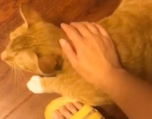 路上捡个鸟蛋带回家还要薅猫的毛做窝，猫做错了什么