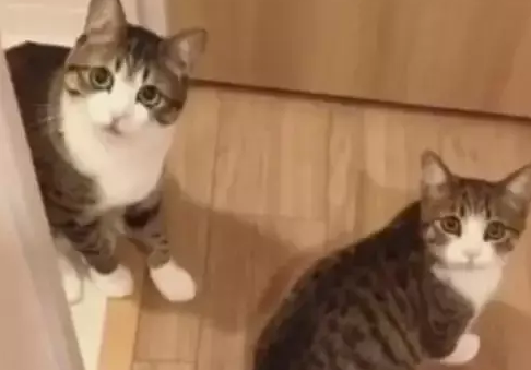 铲屎官说他家有两只很像的猫，大家都不信，直到看了猫的照片