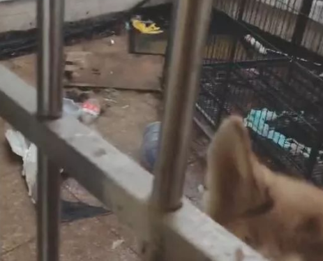 妹子回家看到二哈直接崩溃：我就出门一会你都干啥了 