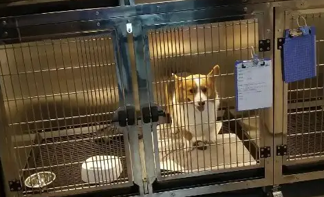 宠物寄养费，比我房租贵