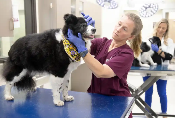 超1000只老年犬参与试验，抗衰老初创瞄准宠物市场