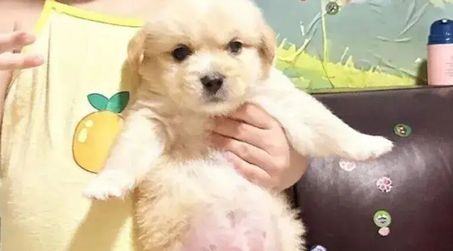 女儿说家里的狗狗像个煤气罐，我一看……可爱炸裂