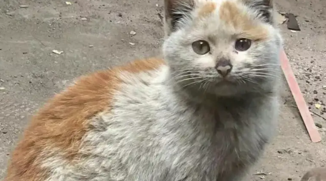 街边发现流浪猫，颜值超高超可爱，没想到收养的竟是收废品大哥