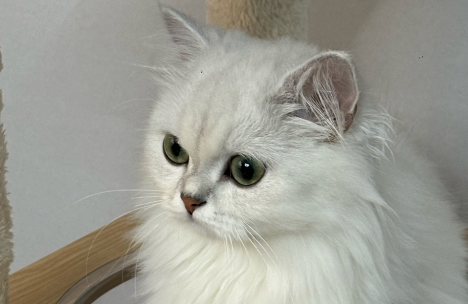 给猫看个病花费2000多元！