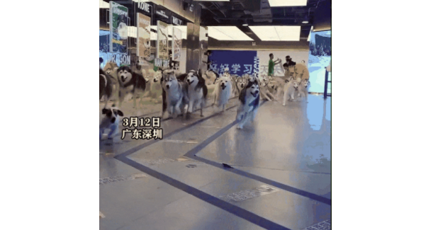 100只哈士奇集体“越狱”，在商场里撒欢狂奔，网友：不敢想象我在现场能有多快乐...