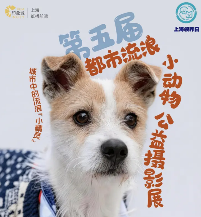 用镜头定格温柔，第五届都市流浪小动物公益摄影展等你来参与