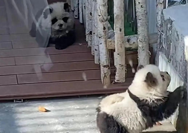 泰州动物园“熊猫犬”引争议，回应：特地引进