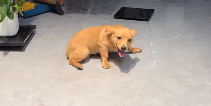 狗子犯错挨训，主人走后立马变脸。网友：变脸大师