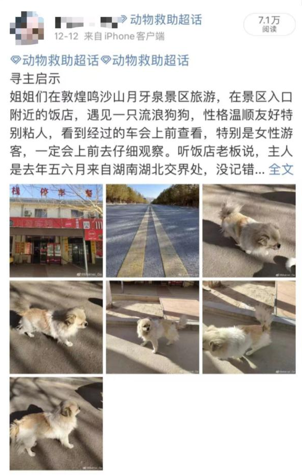 女游客把小狗落在敦煌，饭店老板喂养一年它仍留守原地等主