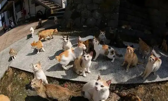 日本“猫岛”：吃光岛上老鼠后，开始自学下海捕鱼