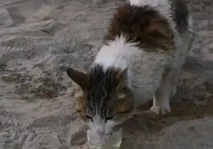 罗布泊发现一只流浪猫，猫怎么会在无人区，它怎么活下来的？