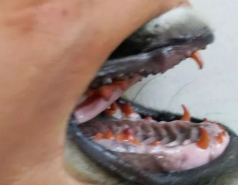 土狗莫名其妙长了一口红牙，网友：这次真是上古异兽了
