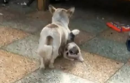 狗子：妈呀我不想回家我还想再玩会！狗妈：不，你想回家！ 