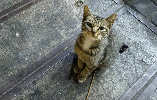笑不活了，流浪猫被捡回家，一来客人就趴肩膀