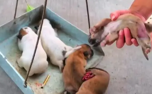 只想保护幼犬，却被路人拿棍棒防备，连守护也成了奢望