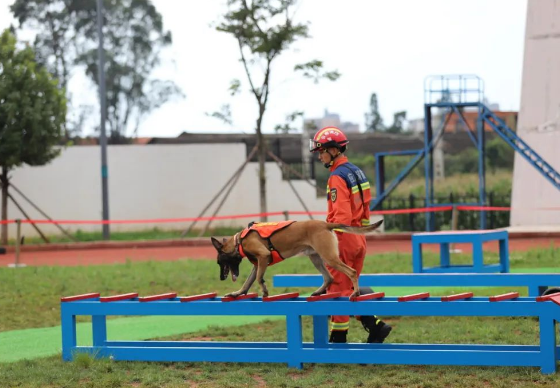 搜救犬玩转“十八般武艺”，来看一场“犬”力以赴的比武竞赛！