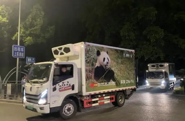 出发！大熊猫“金喜”“茱萸”启程赴西班牙