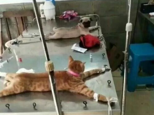 狗看向猫：同是天涯沦落人，相逢何必曾相识
