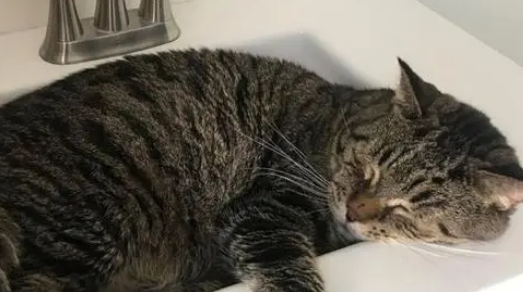 猫咪生活在收容所，因体型太大多次被拒养