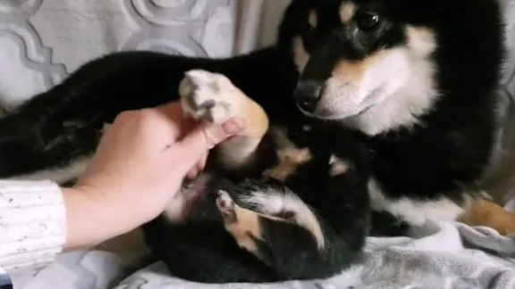 柴犬紧抱自己孩子，哀求主人放下它，就生了一只，别送走了