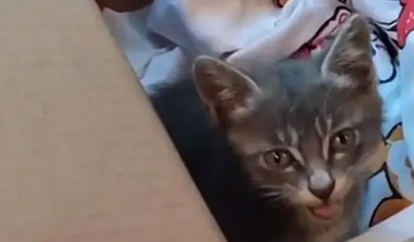 残疾小猫路边喊救命，女孩见它可怜带回家，医生：建议安乐死它！