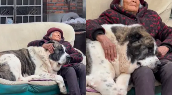 160斤中亚牧羊犬被奶奶搂在怀里哄睡：甭管多大都是宝宝