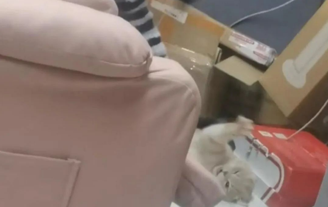 江西虐猫大学生被开除学籍！还存在传播淫秽视频行为