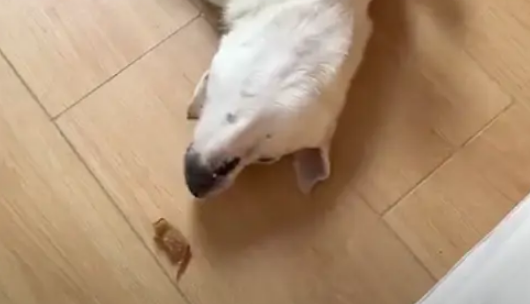 主人给狗狗一块猪皮吃，围着跳舞兴奋半天！