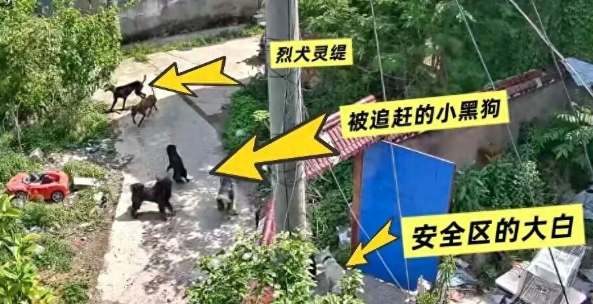 刑拘！偷狗贼被惩罚了！“大白”勇斗偷狗恶犬，主人靠定位追凶后续来了