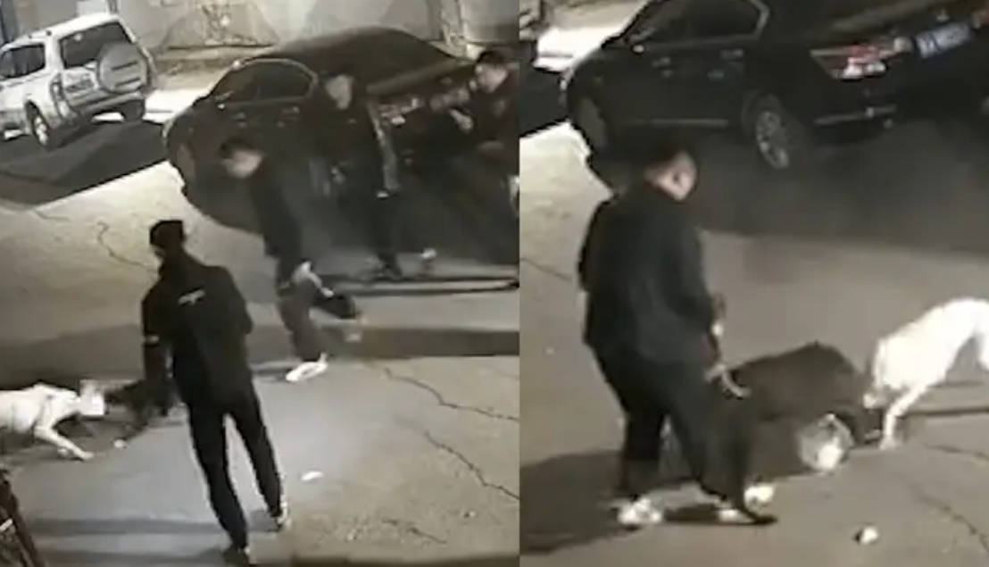 流浪猫被烈性犬咬死，长春警方通报：3名犬主被处罚！